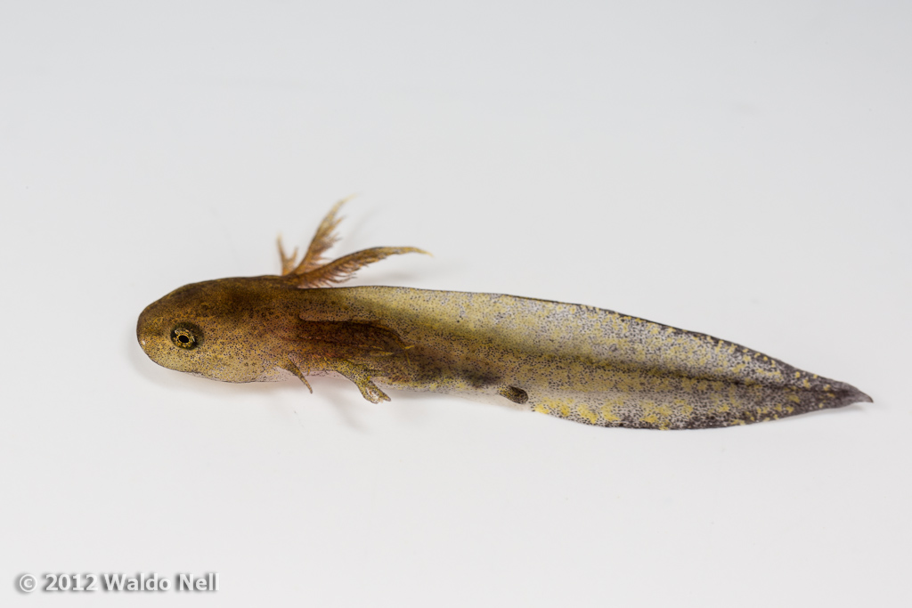 Salamander tadpole on sale