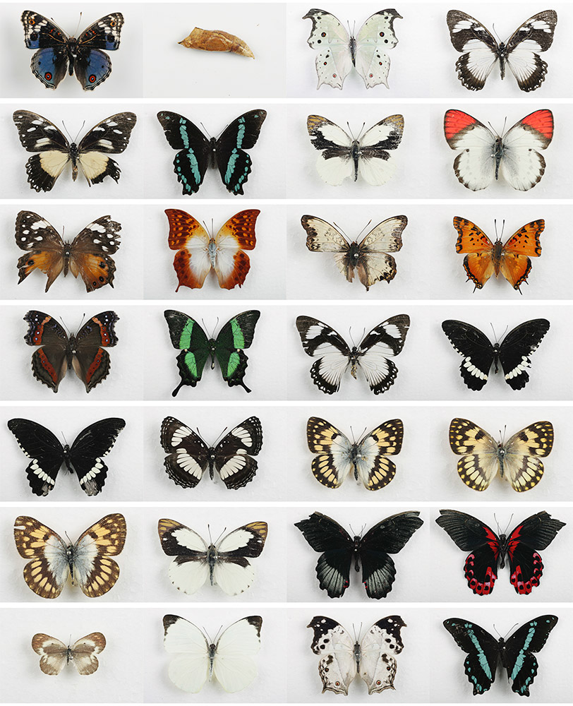 Butterflies-Collection 2
