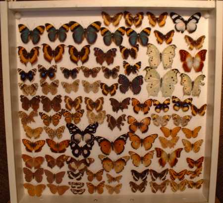 Butterflies-Collection