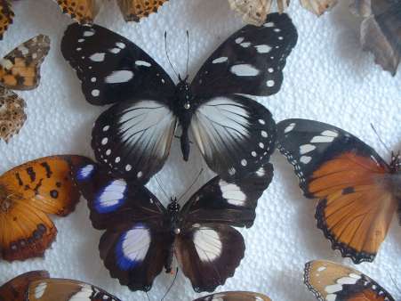 Butterfly-Hypolimnas Misippus