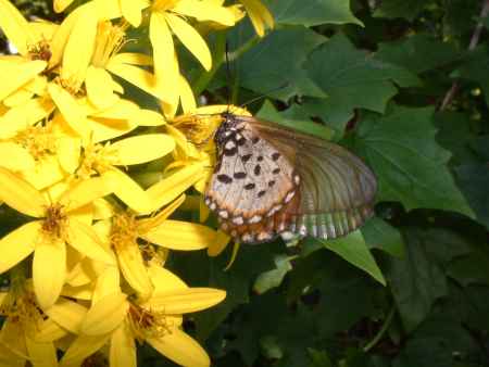 Butterflies