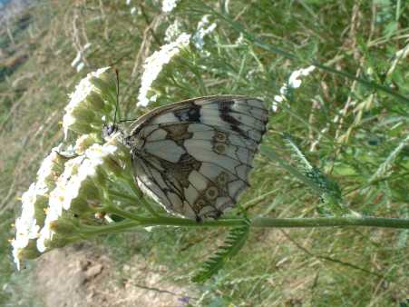 Butterfly-Prague
