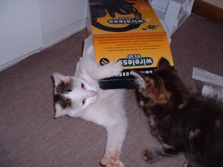 Cat Fight