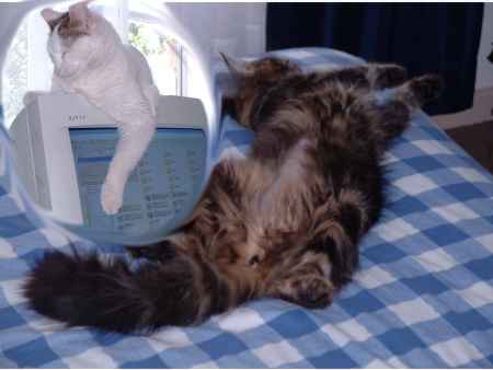 Cats