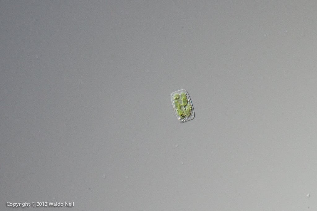 Diatom 40x DIC