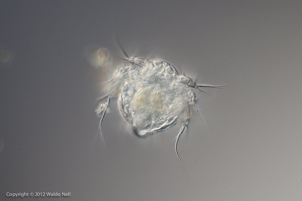 Copepod Nauplii 40x, DIC