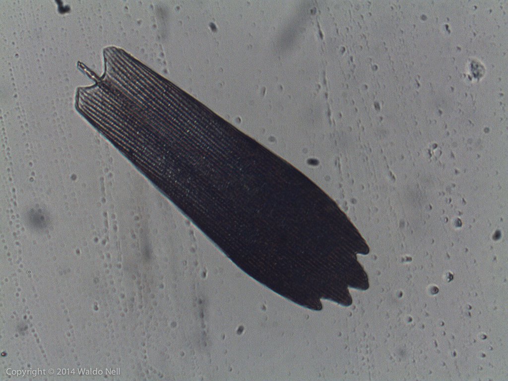 Moth Scale  - Chinese Microscope