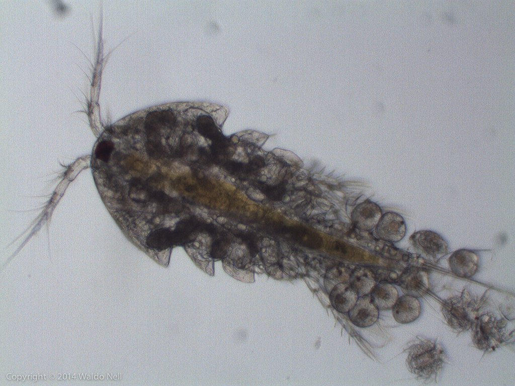 Marine Copepod  - Chinese Microscope