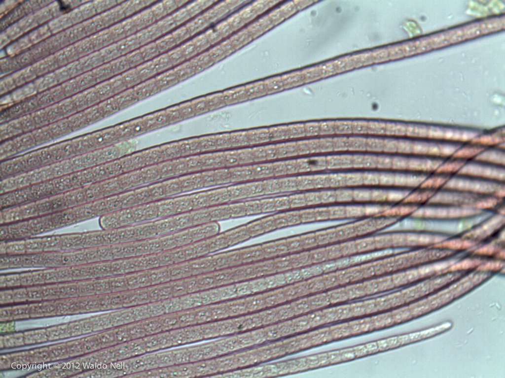 Cyanobacteria - Cyanobacteria