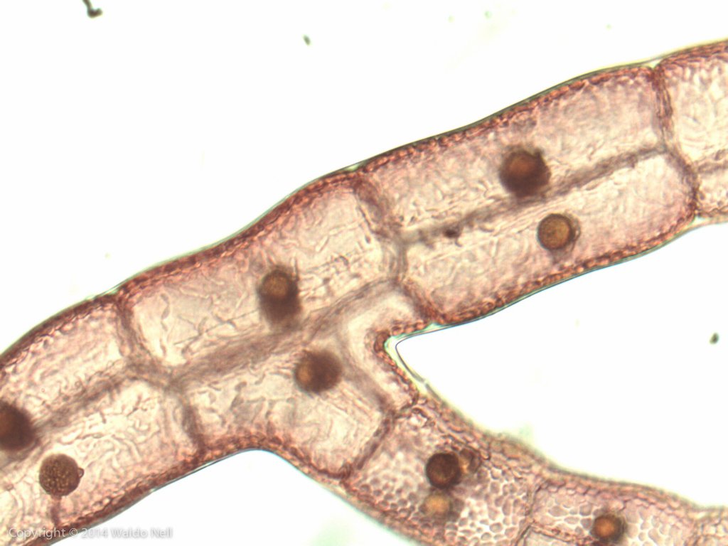 Asparagopsis taxiformis - Chinese Microscope