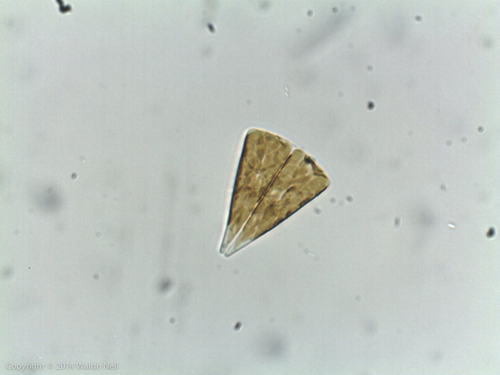Diatom - Chinese Microscope