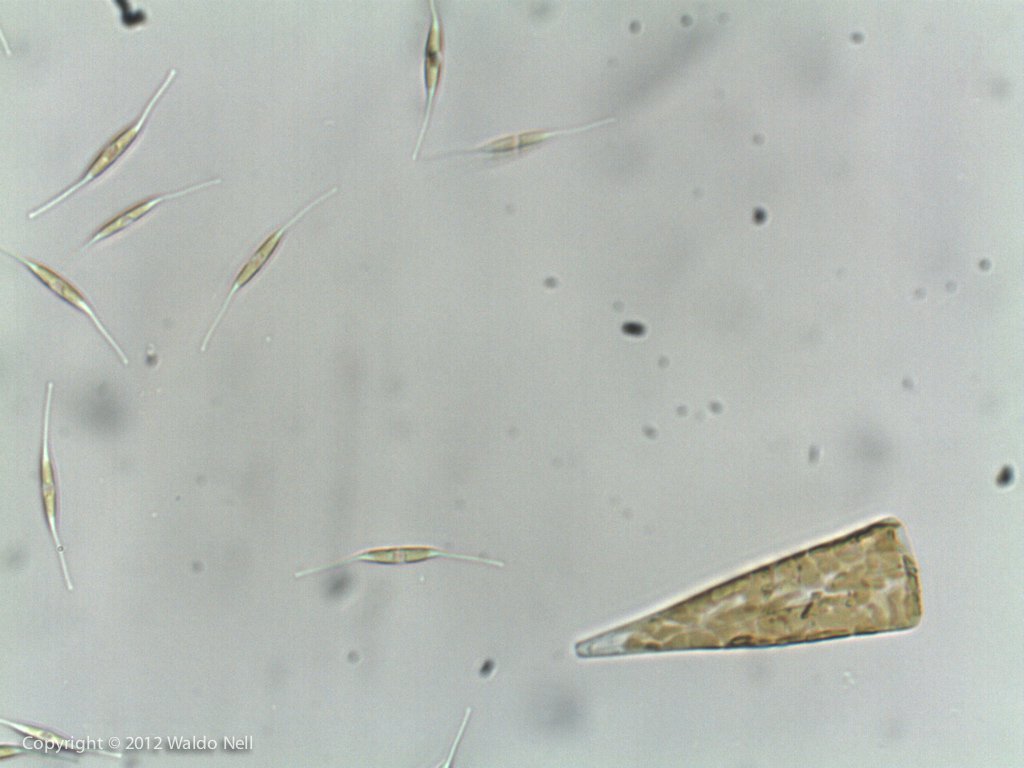 Bacillariophyceae - Diatoms