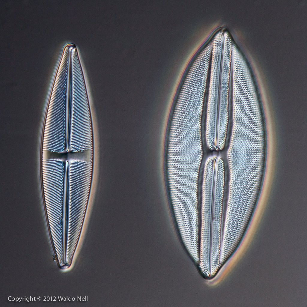 Diatoms, 40x * 2, DIC