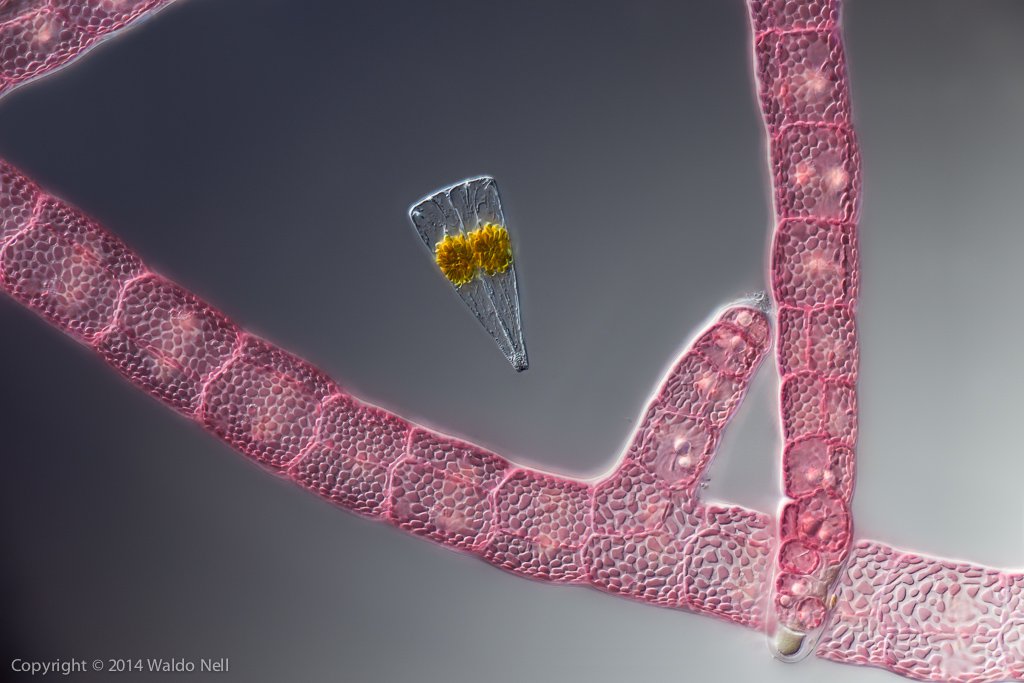 Asparagopsis taxiformis - Research Microscope