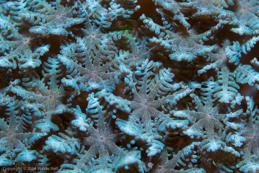 Blue Clove Polyps