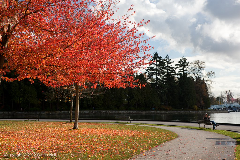 Tree with polarizer