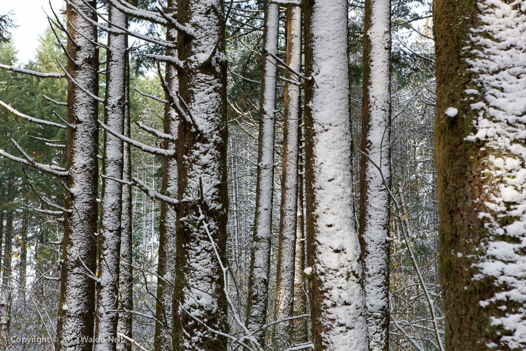 Snow Covered trees