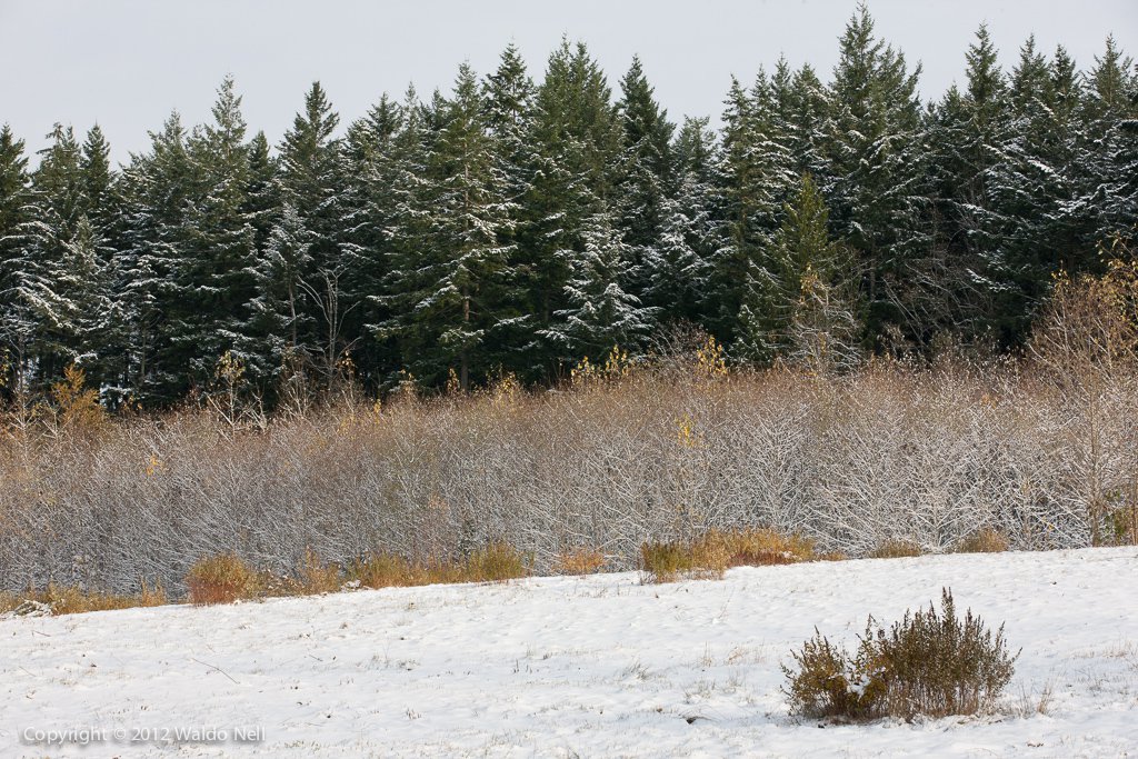 Tree Line