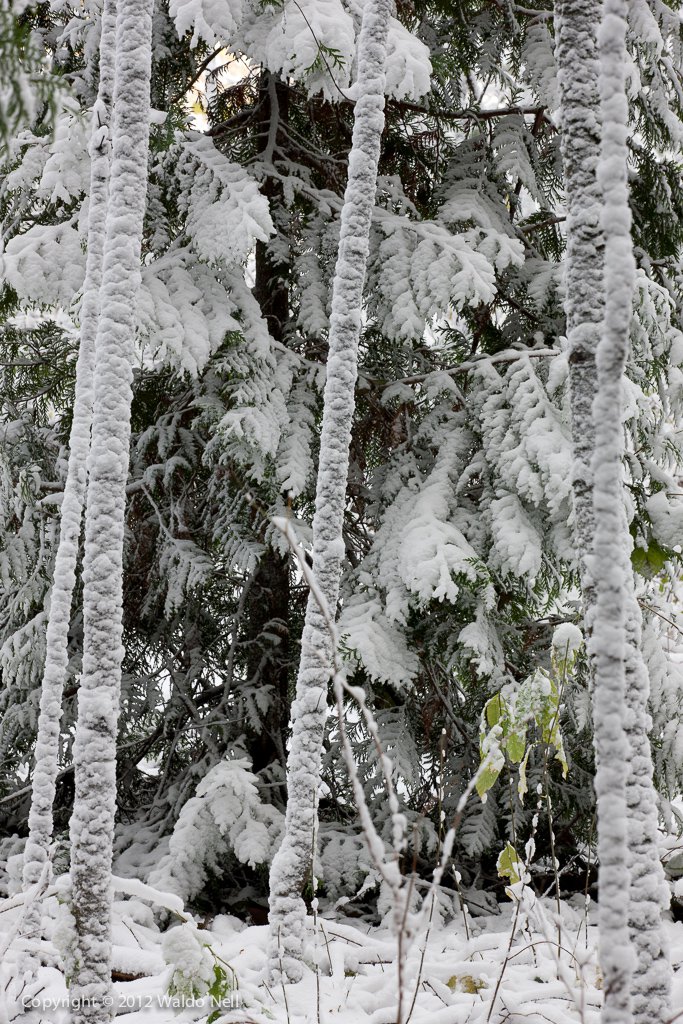 Snow Covered Trees