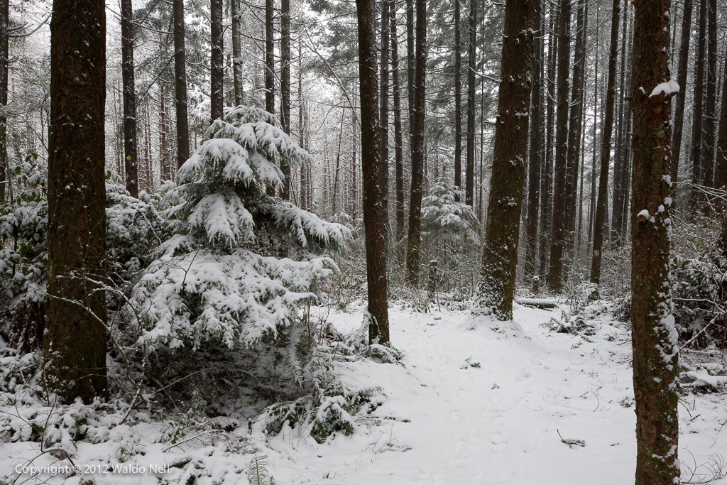 Snow Landscape