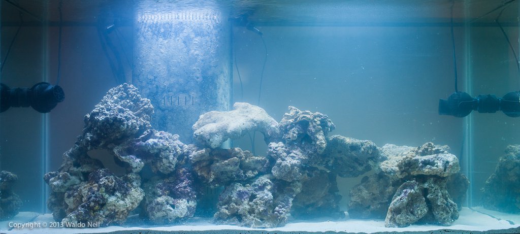 Reef Tank Jan 2011