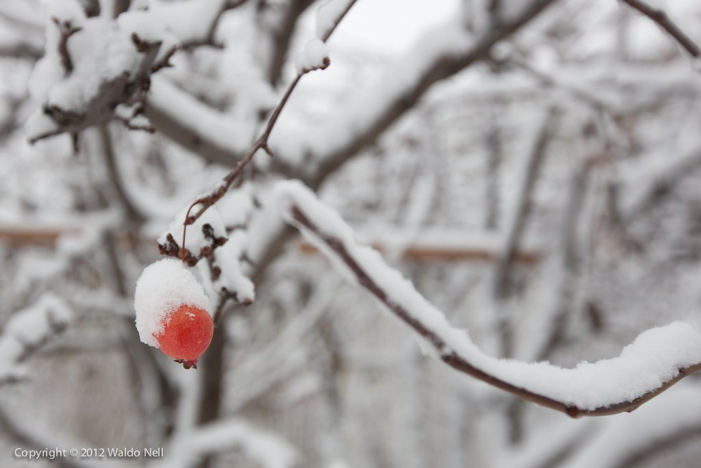 A lone berry covered in snow, 1Ds Mark III + 16-35mm F2.8 L