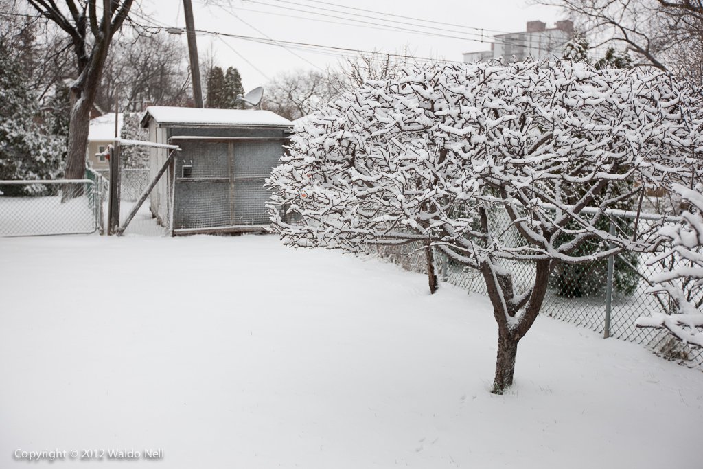 Tree under snow, 1Ds Mark III + 16-35mm F2.8 L