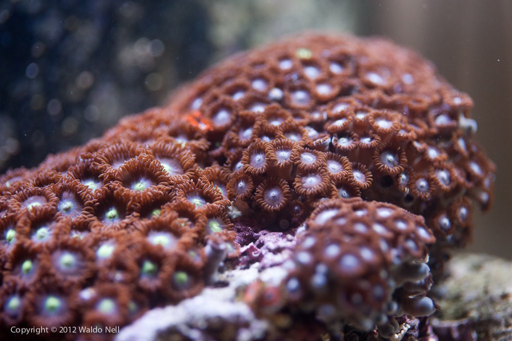 Zoanthids