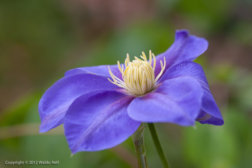 Clematis