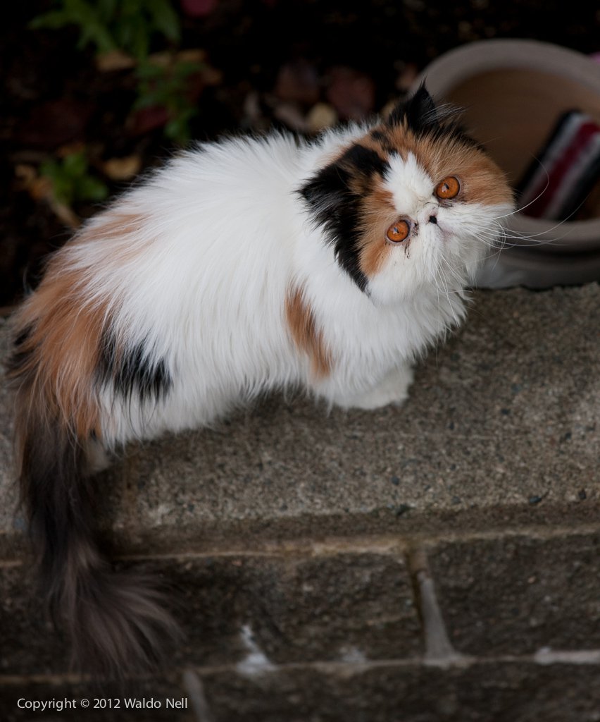 Neighbour's Persian Cat