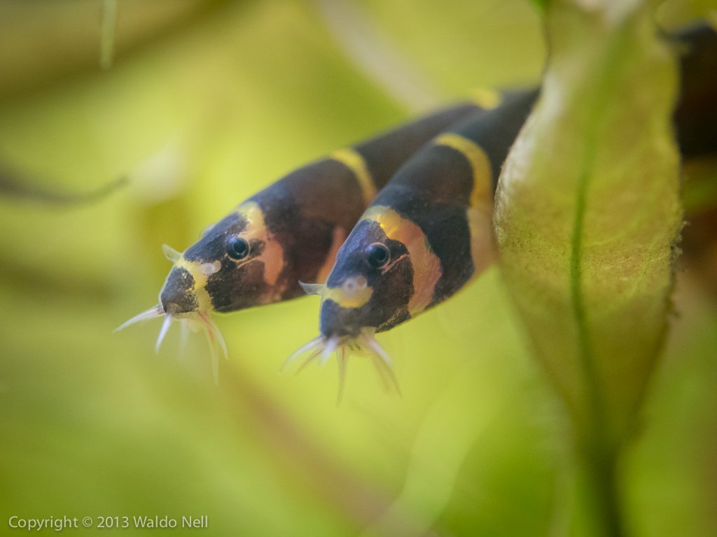 Kuhli Loaches