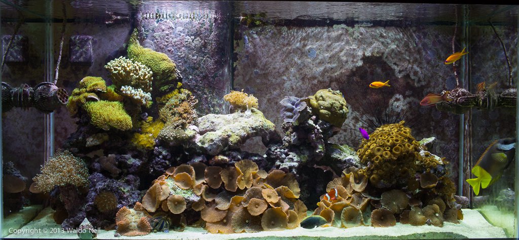 Reef Tank Jan 2011