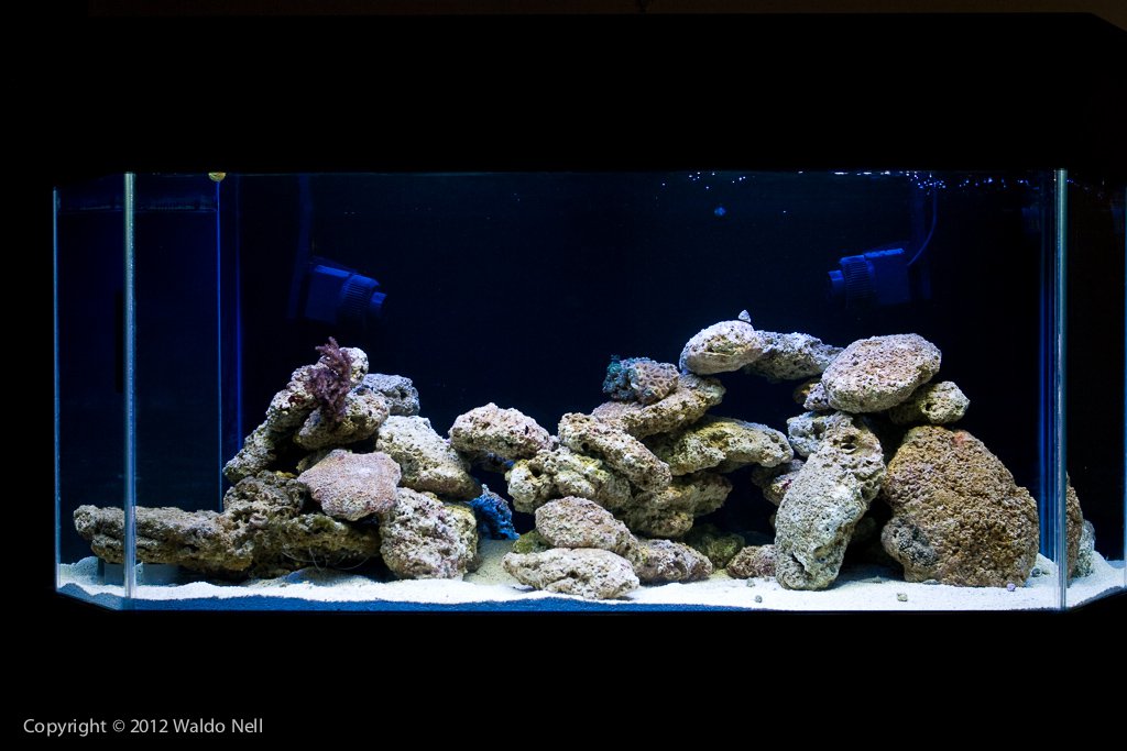 550l Reef Aquarium Aquascaping