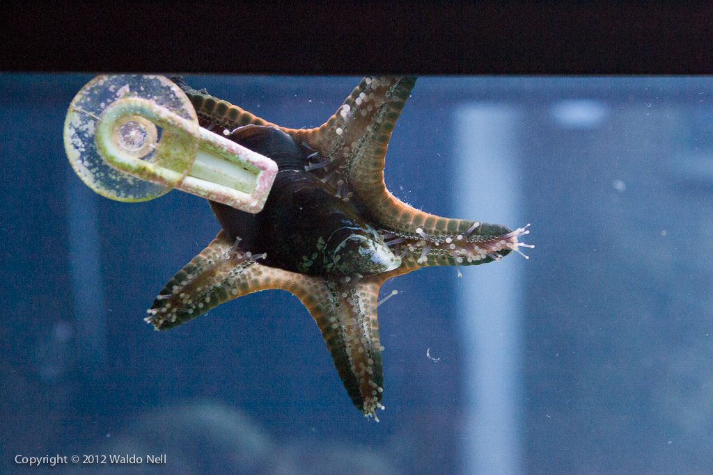 Chocolate Chip Starfish eating some juicy mussel