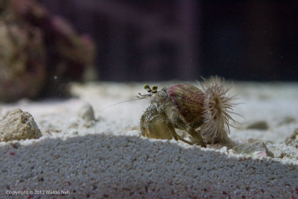 Anemone Hermit Crab loves to walk all around the tank