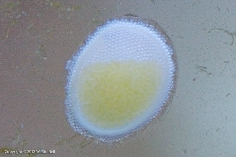 Snail eggs closeup