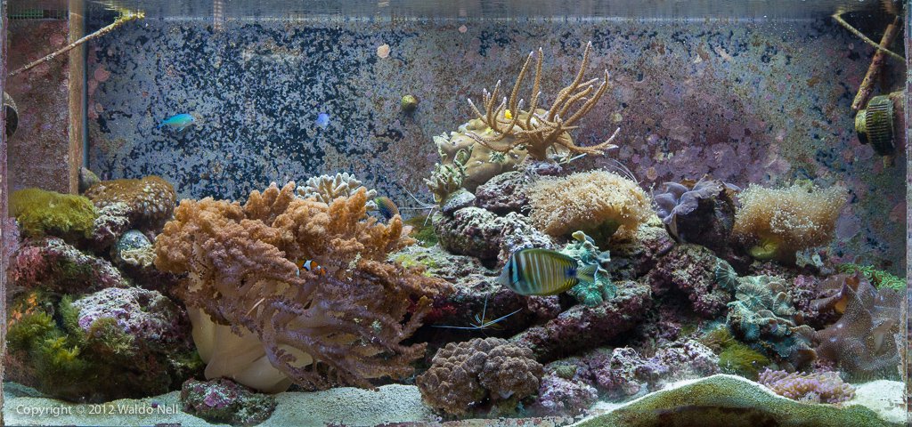 145g Reef Aquarium