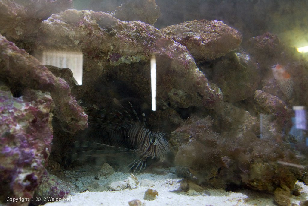 Lionfish