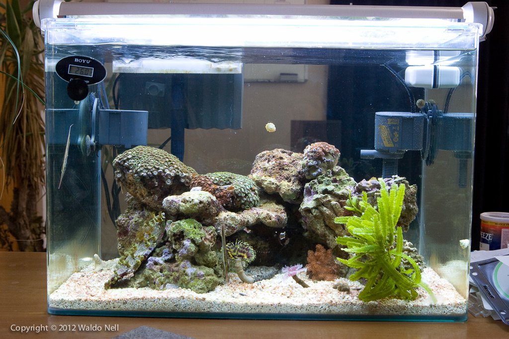 12g Nano Reef