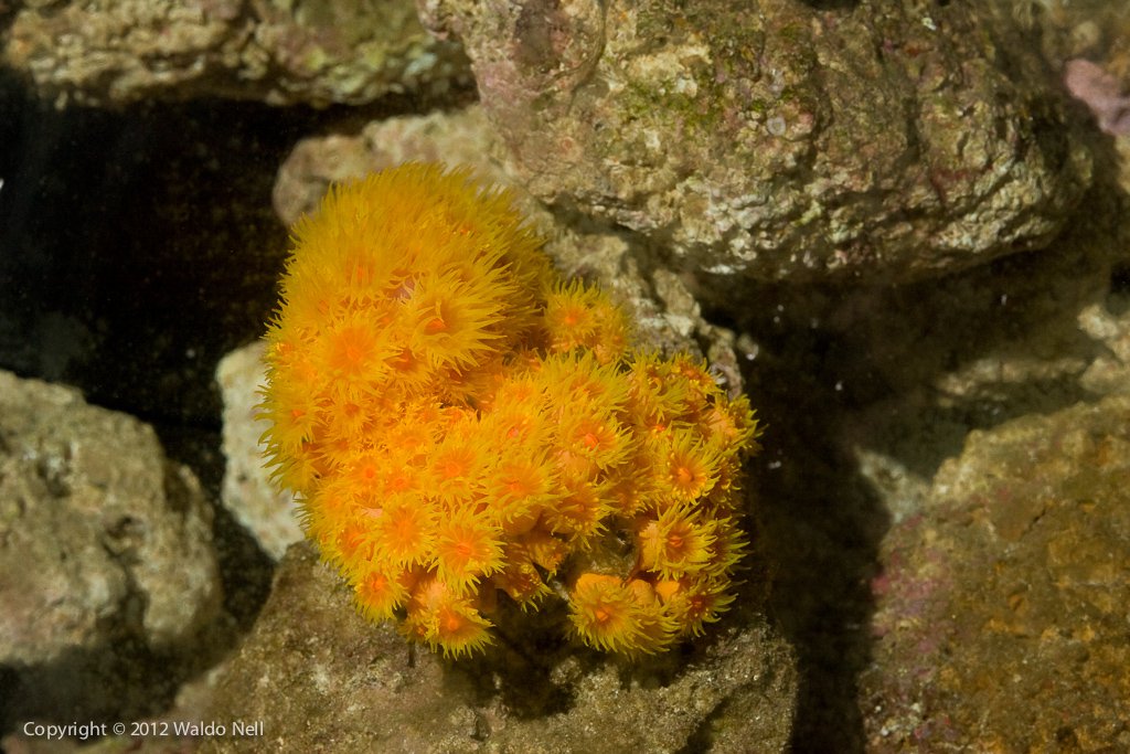Healthy Sun Coral