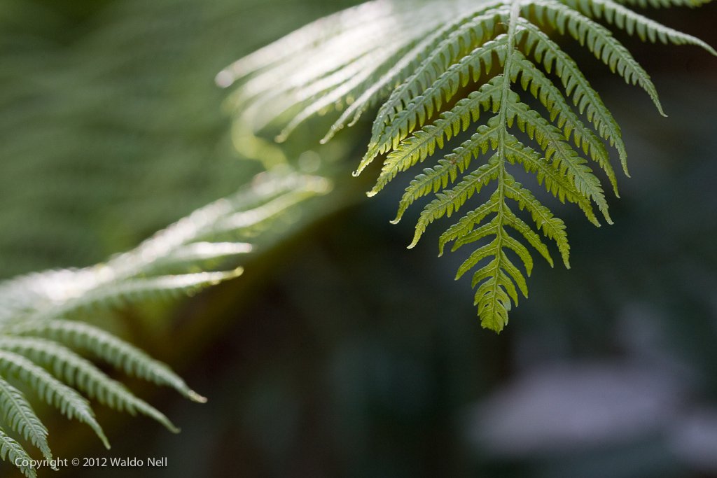 Fern Leaf