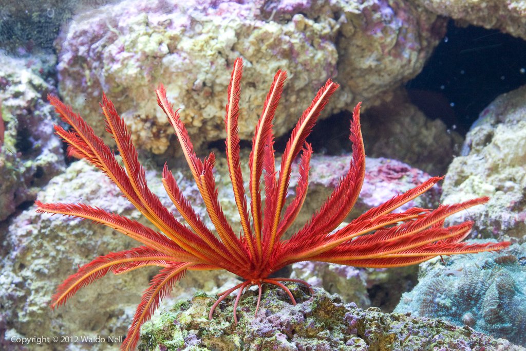 Feather Star