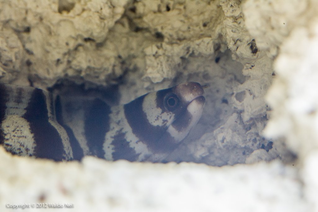 Zebra Eel