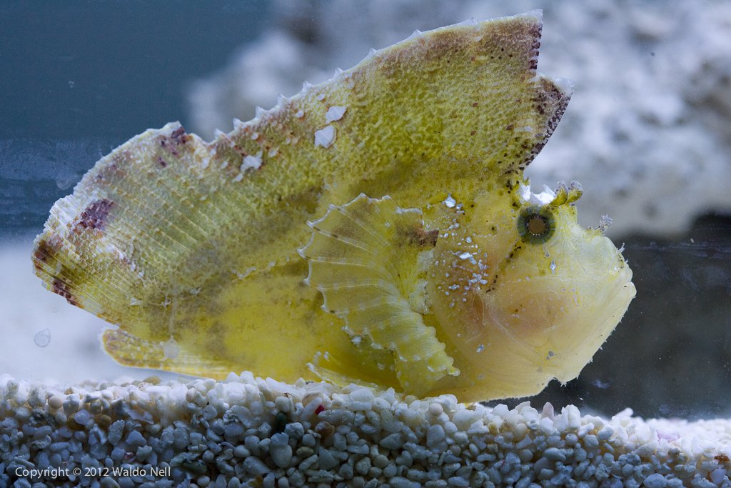 Leaf Scorpionfish