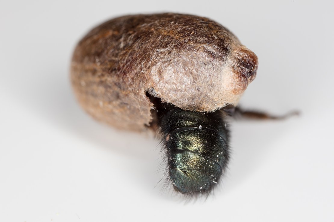Mason Bee Emerging from Cocoon