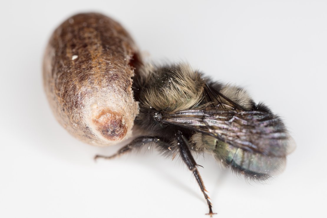 Mason Bee Emerging from Cocoon