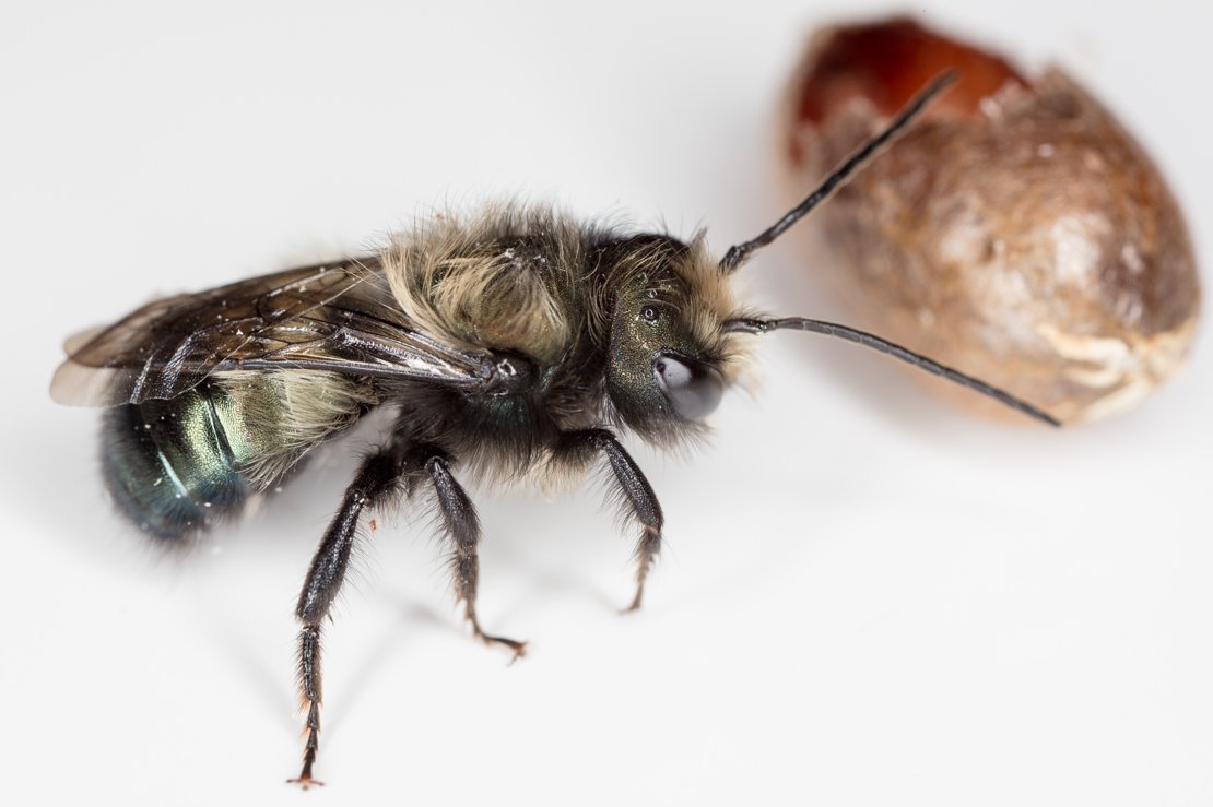 Mason Bee Emerging from Cocoon