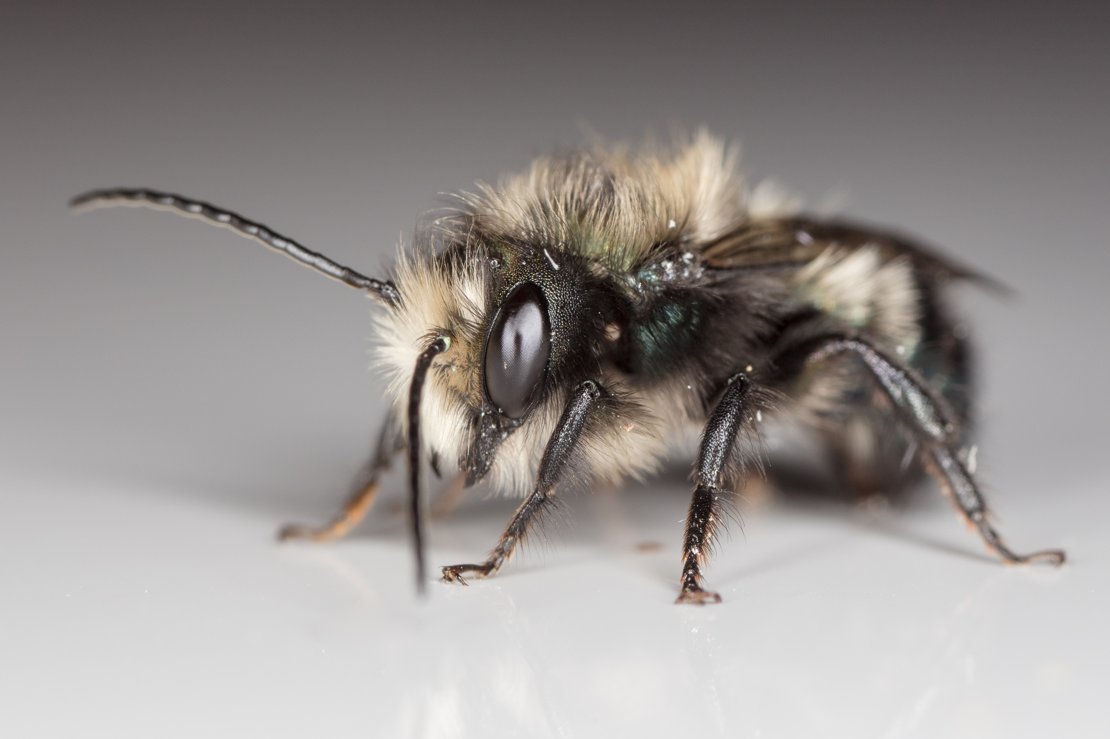 Mason Bee Emerging from Cocoon