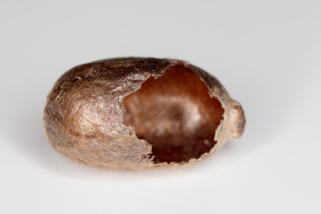 Mason Bee Emerging from Cocoon