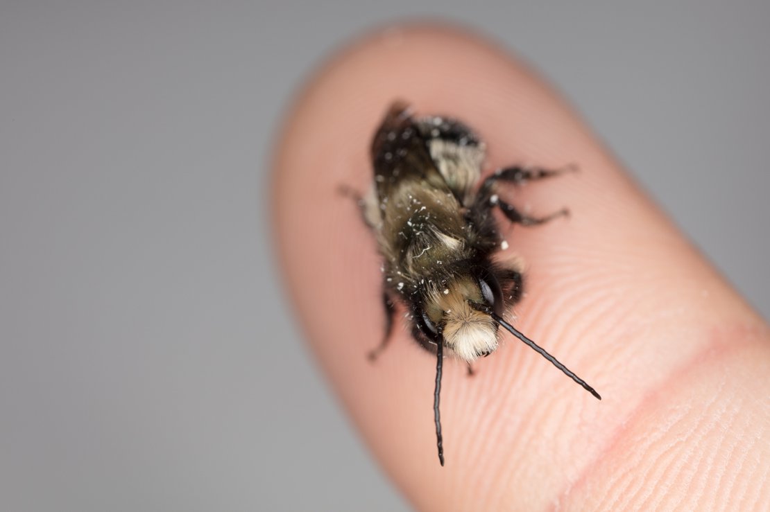 Mason bee on my finger...